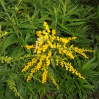 Solidago canadensis L.